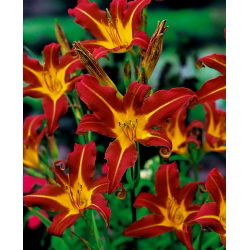 Daylily "Autumn Red" - 