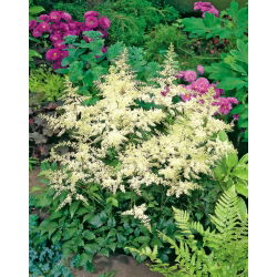 Astilbe "Brautschleier" - bianco crema; falsa spirea - 