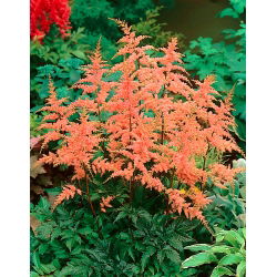 Astilbe "Bressingham Beauty" - lakserosa; falsk spirea