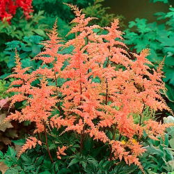 Astilbe "Bressingham Beauty" - lakserosa; falsk spirea