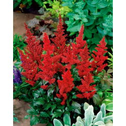 Astilbe "Borgogna Rosso" - rosso cremisi; falsa spirea - 