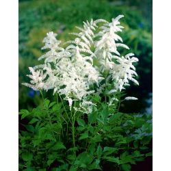 Astilbe "Diamant" - hvit; falsk spirea - 