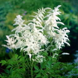 Astilbe "Diamant" - hvit; falsk spirea - 