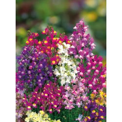Marocké Toadflax zmiešané semená - Linaria maroccana - 7500 semien