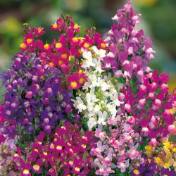 Marocké Toadflax zmiešané semená - Linaria maroccana - 7500 semien