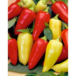 พริกไทย "Monanta" - ยาว, ปลายแหลม, สีแดง, สีเหลือง, สีแดงหรือสีเหลืองสำหรับปลูกในไร่ - Capsicum L. - เมล็ด