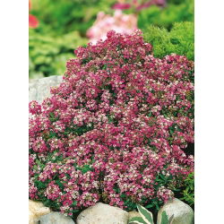 Silkedodre - rosa - 1750 frø - Lobularia maritima
