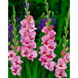Gladiolus "See on armastus" - 5 tk - 