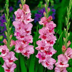 Gladiolus "See on armastus" - 5 tk - 