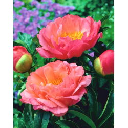 Peony "Coral Sunset" - frøplante; Paeony - 