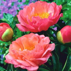 Peony "Coral Sunset" - frøplante; Paeony - 