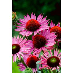 Eastern purple coneflower - Ruby Giant - large-flowered, 1 piece; hedgehog coneflower, purple coneflower