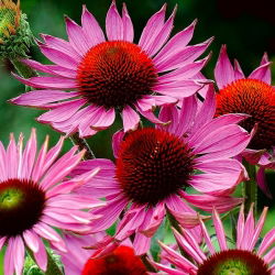 Eastern purple coneflower - Ruby Giant - large-flowered, 1 piece; hedgehog coneflower, purple coneflower