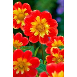 Dahlia "Pooh Swan-Island"