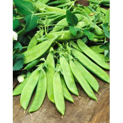 Pisello - Carouby - Pisum sativum - semi
