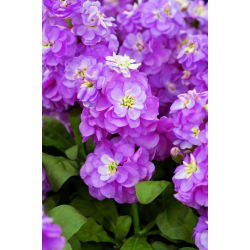 Cổ phiếu Hoary "Varsovia Hala" - đỏ thẫm; hoa gilly - Matthiola incana annua - hạt