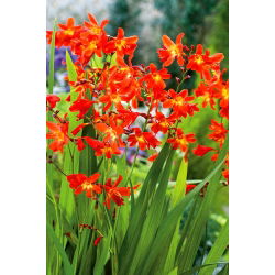 Crocosmia "Vua đỏ" - đỏ - 10 chiếc; montbretia - 