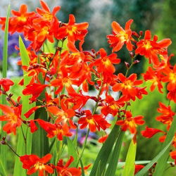 Crocosmia "Vua đỏ" - đỏ - 10 chiếc; montbretia - 