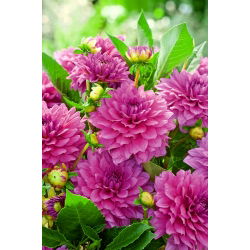Dahlia 'Claudette'