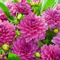 Dahlia 'Claudette'