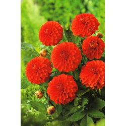 Dahlia "Happy Halloween" - 