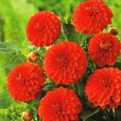 Dahlia "Happy Halloween" - 