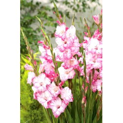 Gladiolus "My Love" - 5 buah - 
