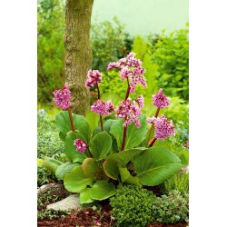 Srdcová listová bergénia "Purpurea"; bergénia zo srdca, koža bergénia, zimné kvitnutie bergénie, uši slonov, uši slonov, kórejské uši slonov, badan, prasiatko, sibírsky čaj, mongolský čaj - 