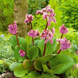Srdcová listová bergénia "Purpurea"; bergénia zo srdca, koža bergénia, zimné kvitnutie bergénie, uši slonov, uši slonov, kórejské uši slonov, badan, prasiatko, sibírsky čaj, mongolský čaj - 
