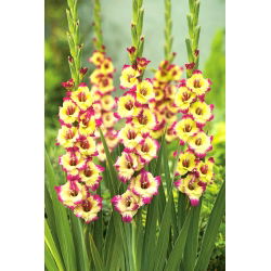 Gladiolus "Zita" - 5 pcs - 