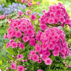 Садовый флокс (Phlox paniculata) "Cosmpolitan" - 1 шт. - 