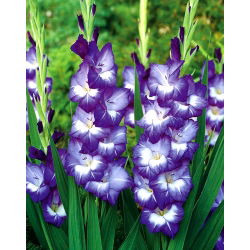 Gladiolus "Nori" - 5 pcs - 