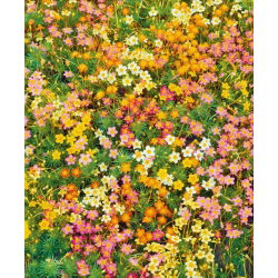 Linanthus hybrid - 370 seeds