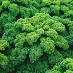 Kale "Halbhoher grüner krauser" - 50 g hạt - 15000 hạt - Brassica oleracea L. var. sabellica L.