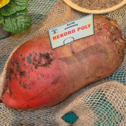 Meerjarige voederbieten "Rekord Poly" - rood - 0,5 kg - 
