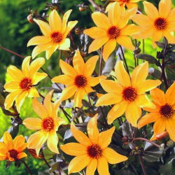 Giám mục Dahlia của York - củ / củ / rễ
