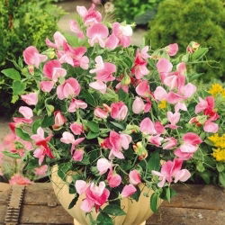Сладък грах "Розов Купидон" - 24 семена - Lathyrus odoratus