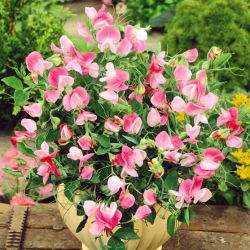 Tatlı bezelye "Pink Cupid" - 24 tohum - Lathyrus odoratus - tohumlar
