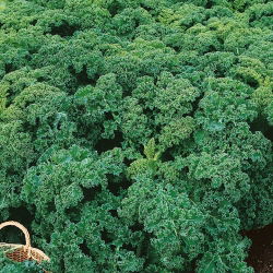Kale "Corporal" - phát triển thấp với màu xanh đậm, lá tỏa sáng - 300 hạt - Brassica oleracea convar. acephala var. Sabellica