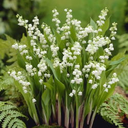 Convalaria, Lirio de los valles - blanco - Convallaria majalis
