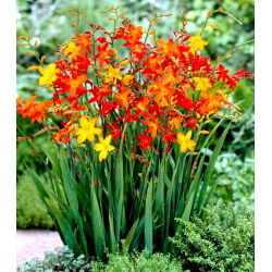 Crocosmia, Montbretia Mix - 10 kvetinové cibule