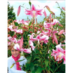 Pohon Lily Lilium Anastasia - bebawang / umbi / akar