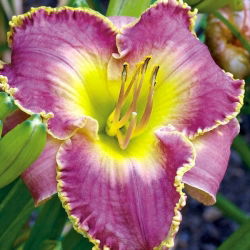 Daylily Bestseller