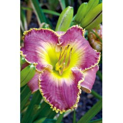 Daylily Bestseller