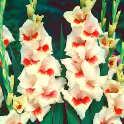 Mary Housley gladiolus - 10 pcs; lily pedang - Gladiolus Mary Housley