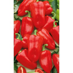 พริกไทย "Rubinova" - สีแดงและหวาน - Capsicum L. - เมล็ด