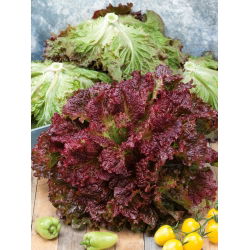 Червена салата "Розела" - Lactuca sativa var. foliosa  - семена