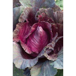 Капуста насіння Калібоса - Brassica oleracea convar. capitata var. rubra - 270 насіння - Brassica oleracea,convar. capitata,var. rubra.