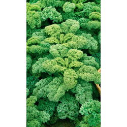 Kale "Cadet" - cao với những chiếc lá cuộn tròn mạnh mẽ - 600 hạt - Brassica oleracea L. var. sabellica L.