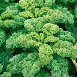 Kale "Cadet" - cao với những chiếc lá cuộn tròn mạnh mẽ - 600 hạt - Brassica oleracea L. var. sabellica L.